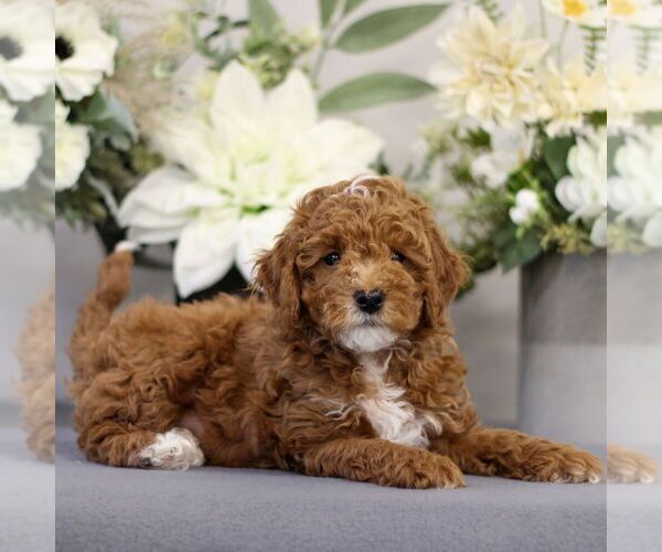 Medium Photo #4 Poodle (Toy) Puppy For Sale in EAST EARL, PA, USA