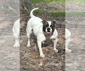 Mother of the American Bulldog puppies born on 05/11/2025