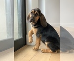 Small Photo #5 Bloodhound Puppy For Sale in SOQUEL, CA, USA