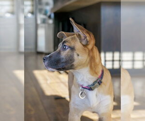 Fumie - Female Shepradors Dog for Adoption - Photo #7