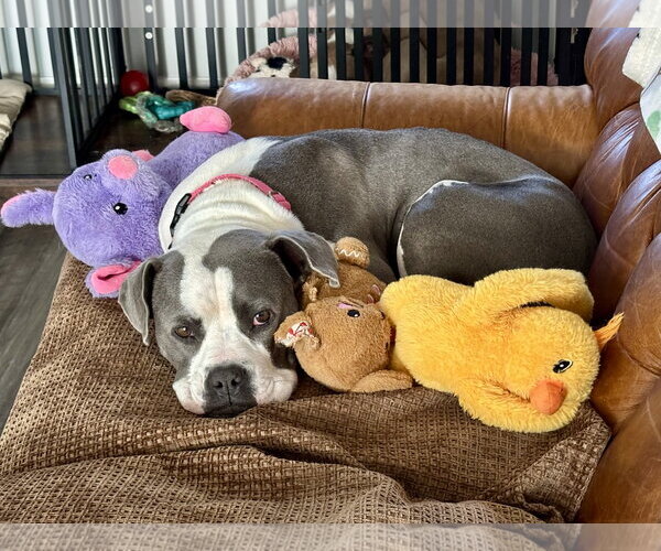 Medium Photo #1 American Staffordshire Terrier-Bull Terrier Mix Puppy For Sale in Holly Springs, NC, USA