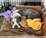 Trixie - Candy litter Mom - Female American Staffordshire Terrier-Bull Terrier Mix Dog for Adoption - Small photo