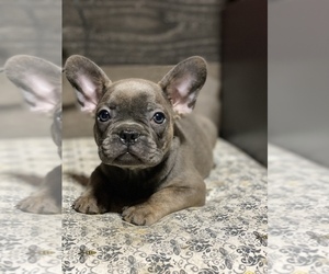 French Bulldog Puppy for sale in SARALAND, AL, USA