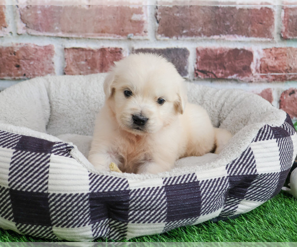 Medium Photo #1 English Cream Golden Retriever Puppy For Sale in SYRACUSE, IN, USA