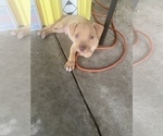 Small Photo #5 American Pit Bull Terrier Puppy For Sale in BAKERSFIELD, CA, USA