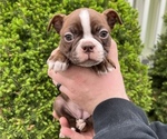 Small Photo #2 Boston Terrier Puppy For Sale in OREM, UT, USA