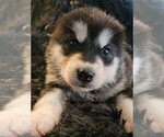 Small Photo #43 Alaskan Malamute Puppy For Sale in MIDWEST CITY, OK, USA