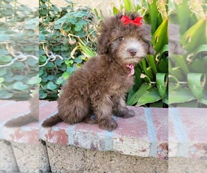 Maltese-Poodle (Toy) Mix Puppy for sale in TEMECULA, CA, USA