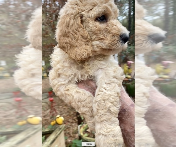 Medium Photo #9 Double Doodle Puppy For Sale in MAGNOLIA, TX, USA