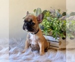 Puppy Fawn Male French Bulldog
