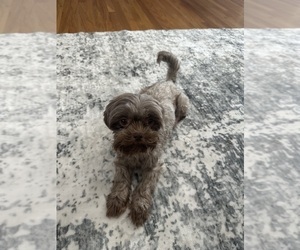 Mother of the Shih Tzu puppies born on 09/06/2025