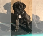 Small Photo #8 Cane Corso Puppy For Sale in LOYALTON, CA, USA