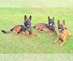 Small Photo #1 Belgian Malinois Puppy For Sale in NEW ORLEANS, LA, USA