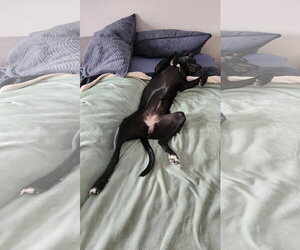 Nova - Female American Pit Bull Terrier-Labrador Retriever Mix Dog for Adoption - Photo #13