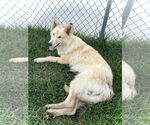 Small #2 Collie Mix