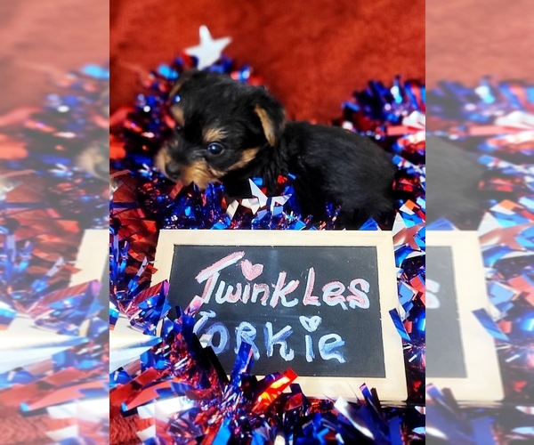 Medium Photo #60 Yorkshire Terrier Puppy For Sale in AKRON, OH, USA