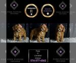 Small Photo #111 Cavapoo Puppy For Sale in WARSAW, IN, USA