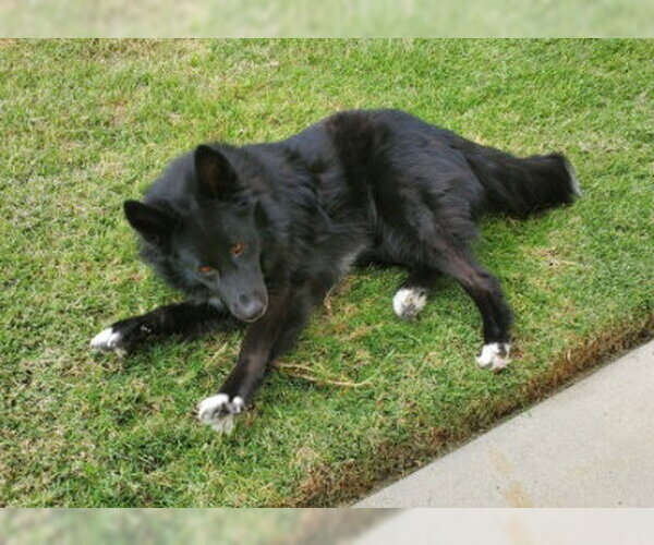 Medium Photo #6 Border Collie-Unknown Mix Puppy For Sale in Ventura, CA, USA