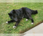 Small #5 Border Collie Mix