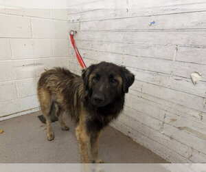 German Shepherd Dog-Leonberger Mix Dogs for adoption in San Bernardino, CA, USA