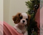 Small Photo #5 Cavalier King Charles Spaniel Puppy For Sale in SCOTTVILLE, MI, USA