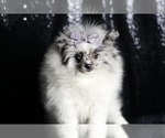 Small Photo #73 Pomeranian Puppy For Sale in WARSAW, IN, USA