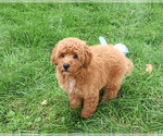 Image preview for Ad Listing. Nickname: Denny