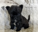 Small #9 French Bulldog