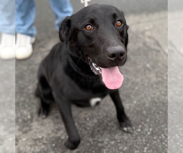 Medium Photo #9 Labrador Retriever-Unknown Mix Puppy For Sale in Canton, CT, USA
