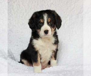 Entlebucher Mountain Dog-Poodle (Miniature) Mix Puppy for sale in HONEY BROOK, PA, USA