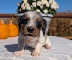 Small #3 Dachshund