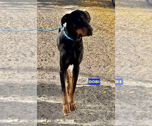 Rotterman Dogs for adoption in Woodland Hills, CA, USA