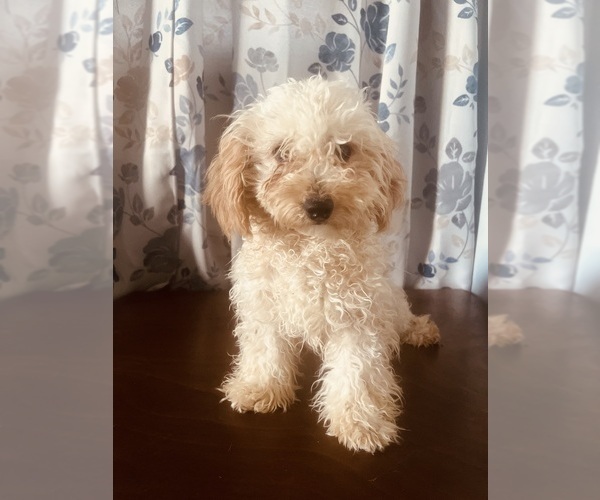 Medium Photo #13 Poodle (Miniature) Puppy For Sale in DURHAM, CT, USA