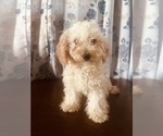 Small Photo #13 Poodle (Miniature) Puppy For Sale in DURHAM, CT, USA