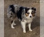 Small Photo #1 Miniature Australian Shepherd Puppy For Sale in FORT MORGAN, CO, USA
