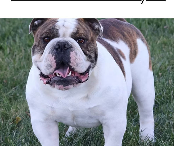 Medium Photo #1 English Bulldog Puppy For Sale in PALMER, KS, USA