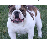 Small Photo #1 English Bulldog Puppy For Sale in PALMER, KS, USA