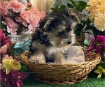 Small #1 Morkie