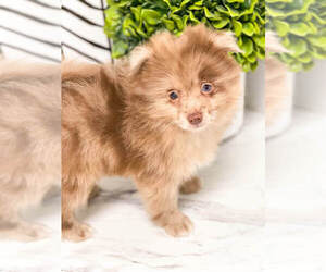 Pomeranian Puppy for sale in MILLERSBURG, OH, USA