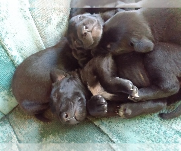 Medium Photo #8 Belgian Malinois-German Shorthaired Pointer Mix Puppy For Sale in SALINAS, CA, USA