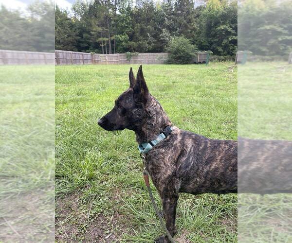 Medium Photo #5 Holland Shepherd Puppy For Sale in Imlay City, MI, USA