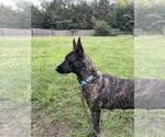Small #4 Holland Shepherd