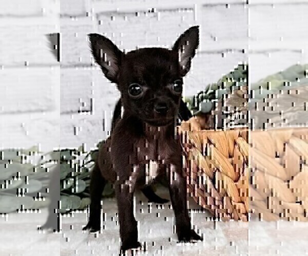 Medium Photo #13 Chihuahua Puppy For Sale in TAMPA, FL, USA