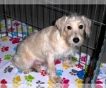 Small #8 Schnoodle (Miniature)
