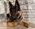 Small Photo #1 German Shepherd Dog Puppy For Sale in COLUMBUS, NE, USA