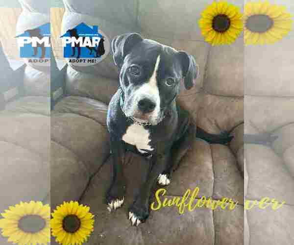 Medium Photo #1 Mutt Puppy For Sale in Binghamton, NY, USA