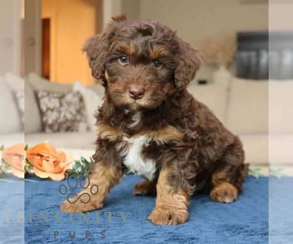 Medium Photo #4 Bernedoodle (Miniature) Puppy For Sale in LANCASTER, PA, USA
