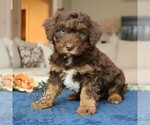 Small #3 Bernedoodle (Miniature)