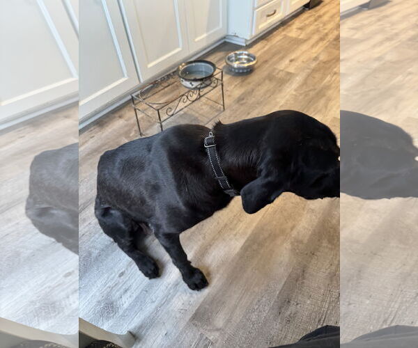 Medium Photo #9 Labrador Retriever-Unknown Mix Puppy For Sale in San Diego, CA, USA