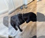 Small #8 Labrador Retriever Mix